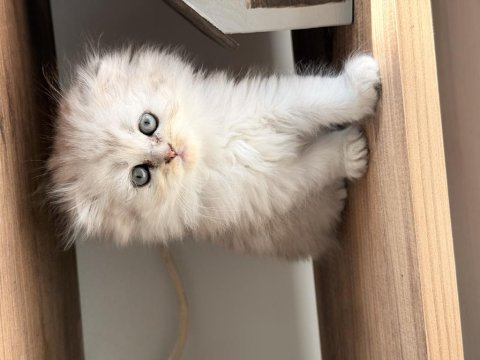 British longhair şekerler yeni yuvalarına hazır