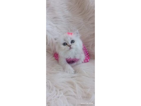 2 aylık british longhair