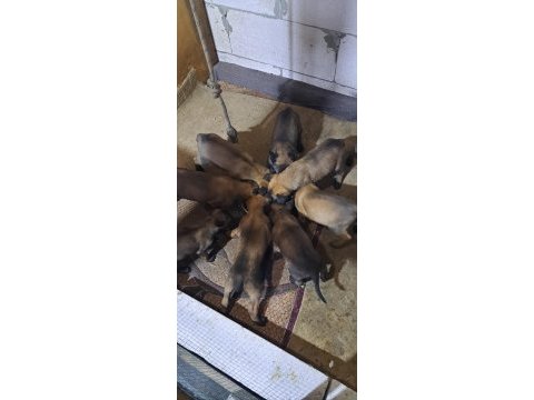 Saf kan malinois yavrular
