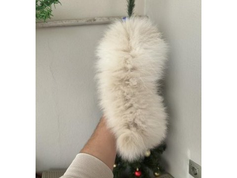 Pomeranian yavrum