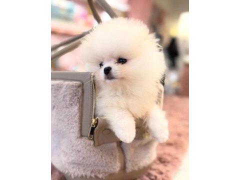 Ayı surat pomeranian boo bebekler