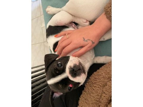 Anne altından orjinal baby face fransız bulldog