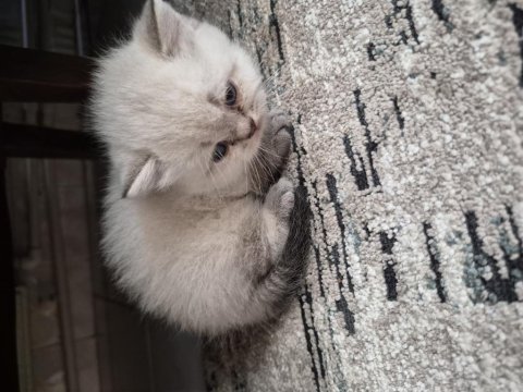 Silver point 36 günlük british shorthair erkek