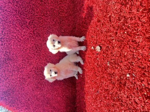 Baby face golden retriever yavrularımız
