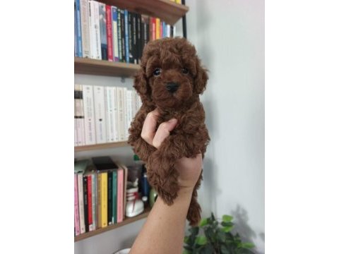 2 aylık aşıları tam tuvalet eğitimli tüy dökmeyen poodle