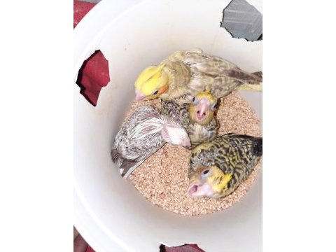 Yavru sultan papağanı ankara mamak