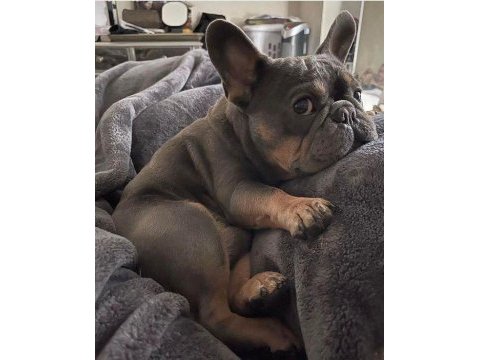 A kalite french bulldog yavrularımız