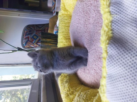 Safkan british shorthair gri erkek