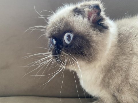 British shorthair erkek kedimiz