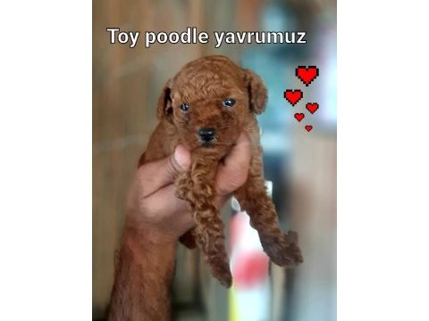 Toy poodle yavrularımız daha güzeli yok