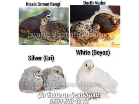 Kuluçkalık bıldırcın yumurtaları (7 çeşit)