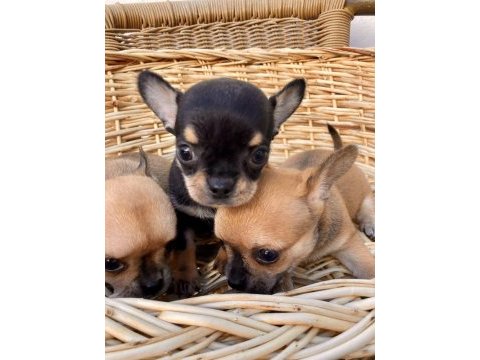 Chihuahua kızlar