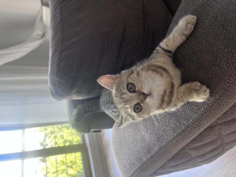 3 minik scottish fold yavrumu sahiplendirmek istiyorum