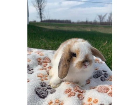 Hollanda lop tavşanı