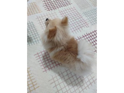 Pomeranian boo mini boy