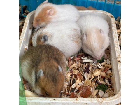 Bebek suriye hamsteri