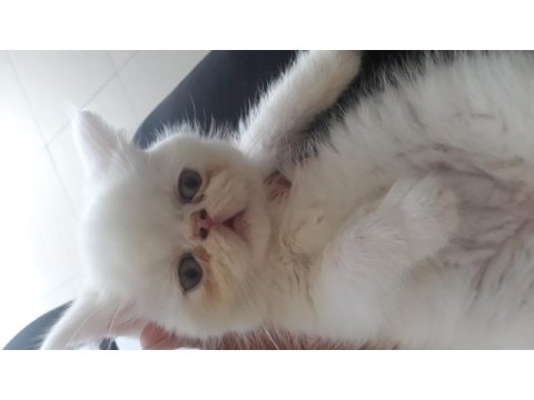 Exotic shorthair