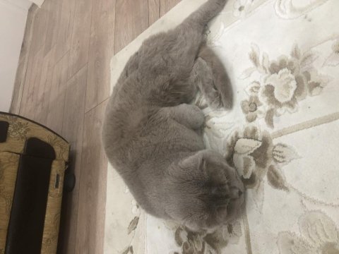 Scottish fold erkek kedi 3 yaşında