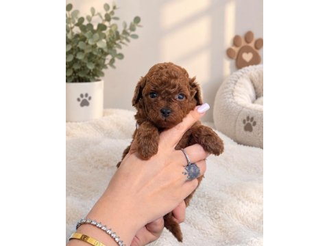 Toy poodle yavruları erkek