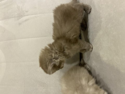 British longhair 43 günlük yavru