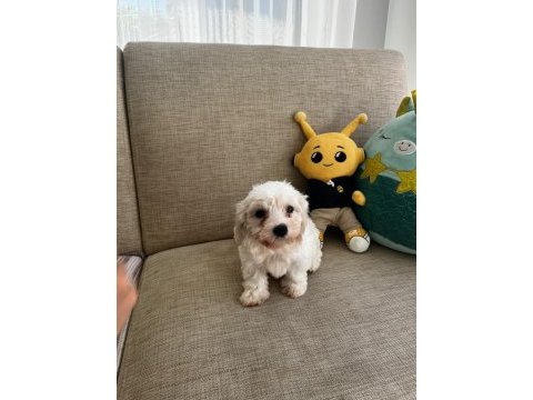 Kore maltese