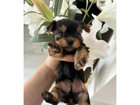 A kalite yorkshire terrier bebeklerimiz