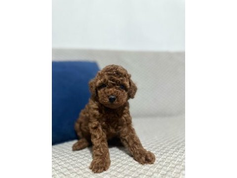 Kore red brown toy poodle yavrular
