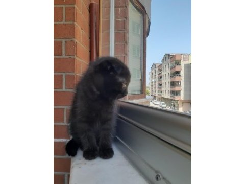 Dişi tek kalan yavru scottish fold