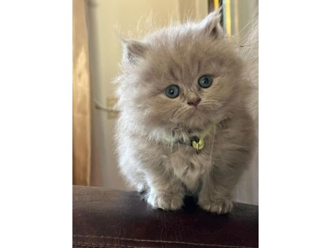 British longhair dişi