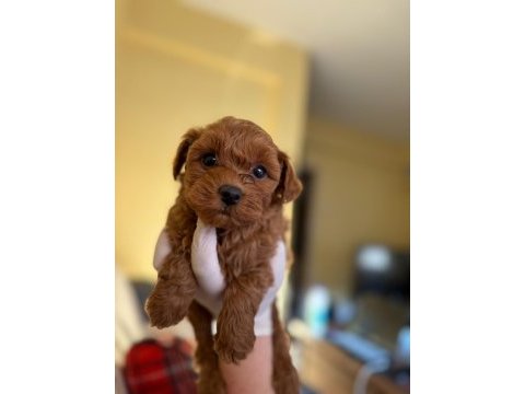 Orijinal maltipoo yavrular sağlıklı ve oyuncu