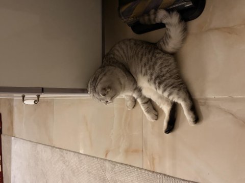 Kızımız latife için yeni yuva arıyoruz