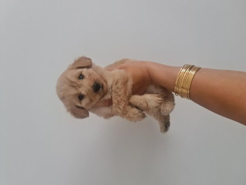 Çok büyümeyen minyatür maltipoo minnaklarım