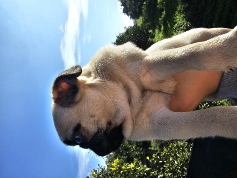 Pug yavrumuz 2 aylık