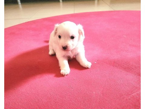 60 günlük orjinal maltese terrier yavrular