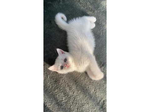 Pamuk british shorthair kızım