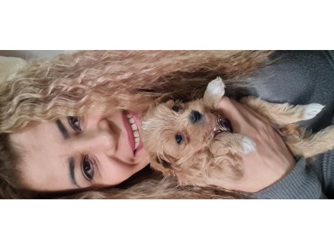 Maltipoo yavrumuz