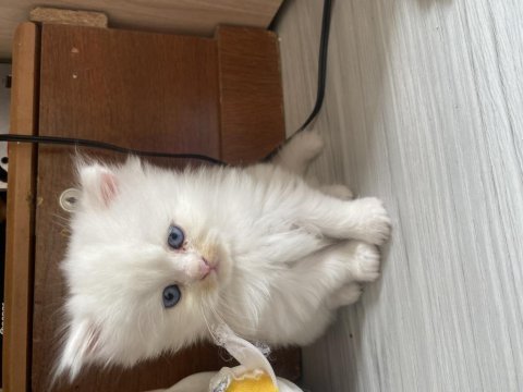 British longhair