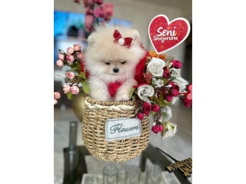 Teacup prenses pomeranian