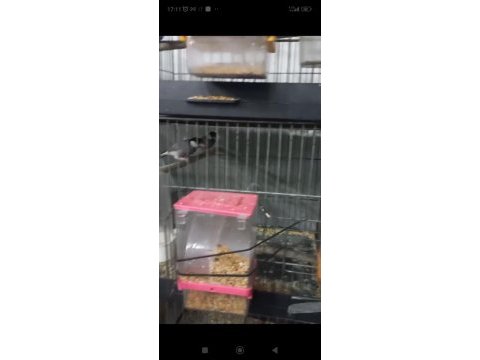 Jawa ispinou takım yumurta da