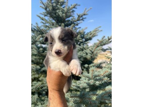 Ankaranın en kaliteli border collie yavruları