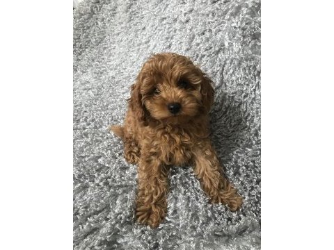 Pofuduk pofuduk guzellik abidesi maltipoo bebeklerim