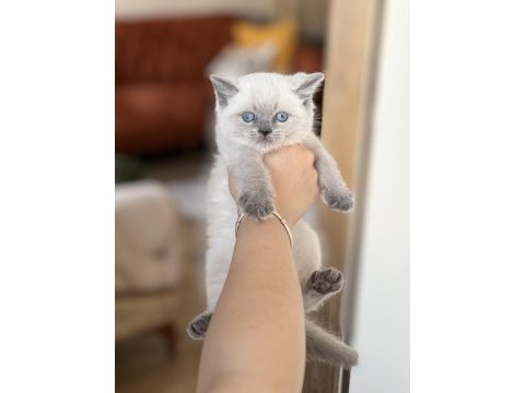 İnsan canlısı blue point safkan british shorthair yavru