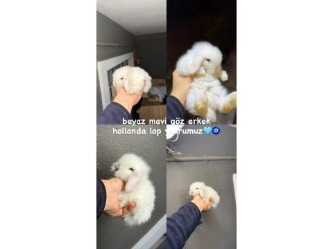 Hollanda lop tavşanları
