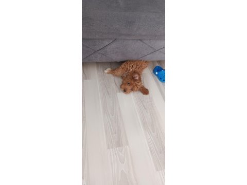 Safkan maltipoo bebek
