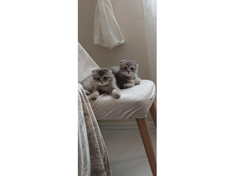 Scottish fold erkek yavru kedimiz
