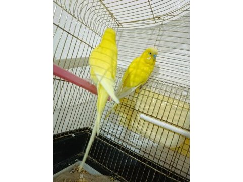 Hazır takım limon muhabbet kuşu