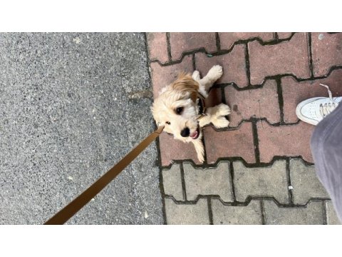 Maltipoo köpeğimiz ücretsiz değildir