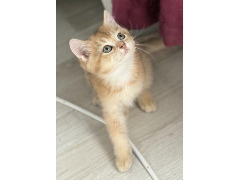 Ny11 safkan british shorthair golden bebek