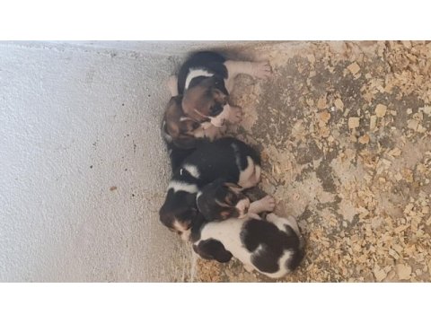 Beagle yavrularımız