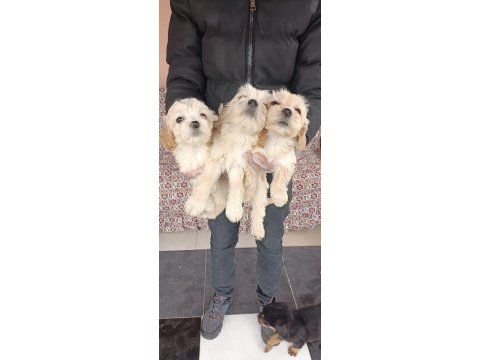 Orijinal maltipoo bebekler